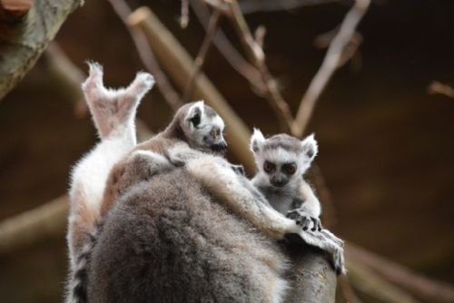 Obrázek - Jaro již přineslo plzeňské zoo mnoho přírůstků