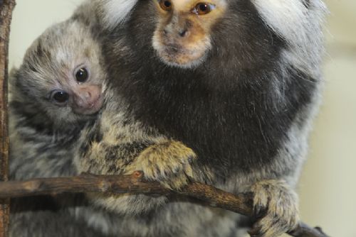 Obrázek - Jaro již přineslo plzeňské zoo mnoho přírůstků