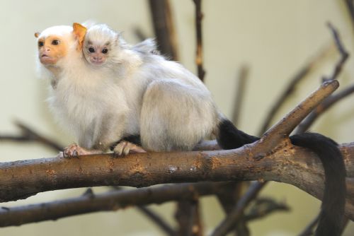 Obrázek - Jaro již přineslo plzeňské zoo mnoho přírůstků