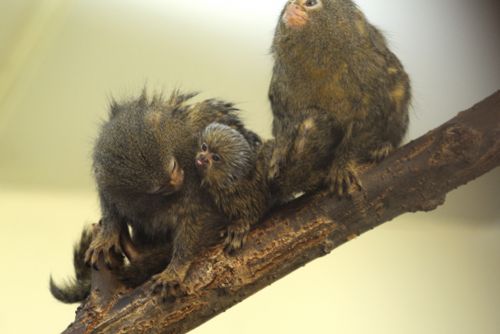 Obrázek - Jaro již přineslo plzeňské zoo mnoho přírůstků