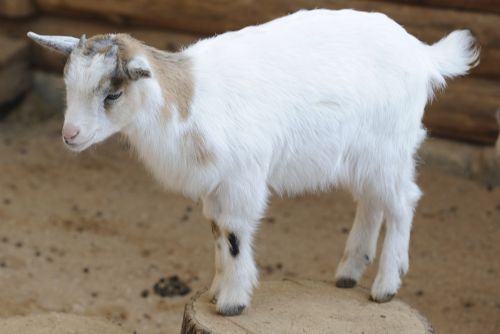 Obrázek - Jaro již přineslo plzeňské zoo mnoho přírůstků