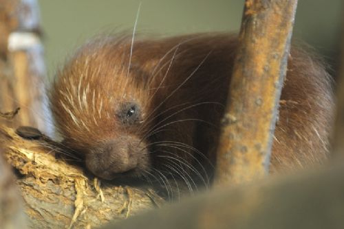 Obrázek - Jaro již přineslo plzeňské zoo mnoho přírůstků