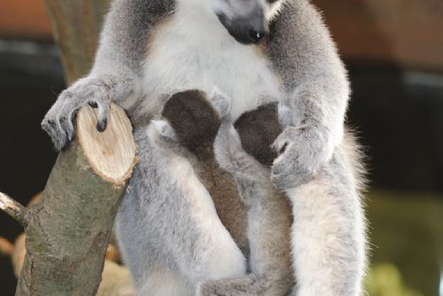 Obrázek - Jaro již přineslo plzeňské zoo mnoho přírůstků