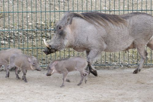 Obrázek - Jaro již přineslo plzeňské zoo mnoho přírůstků