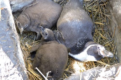 Obrázek - Jaro již přineslo plzeňské zoo mnoho přírůstků