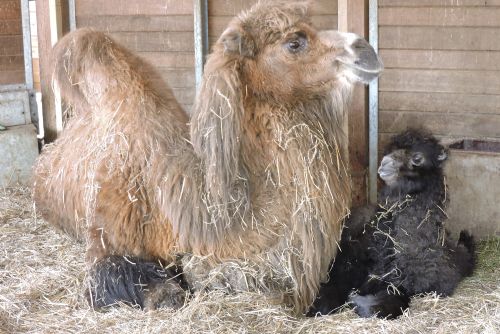 Obrázek - Jaro již přineslo plzeňské zoo mnoho přírůstků