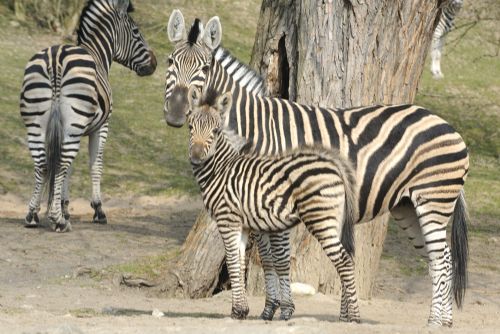 Obrázek - Jaro již přineslo plzeňské zoo mnoho přírůstků