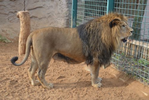 Obrázek - Kočičí rok v plzeňské zoo pokračuje - lvi vytvářejí rodinu