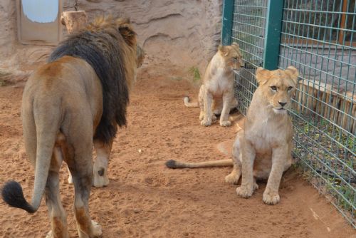 Obrázek - Kočičí rok v plzeňské zoo pokračuje - lvi vytvářejí rodinu