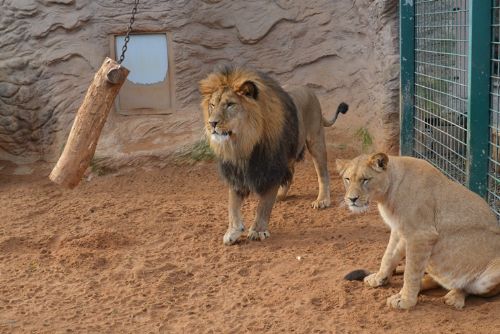 Obrázek - Kočičí rok v plzeňské zoo pokračuje - lvi vytvářejí rodinu