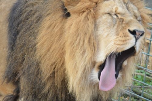 Obrázek - Kočičí rok v plzeňské zoo pokračuje - lvi vytvářejí rodinu