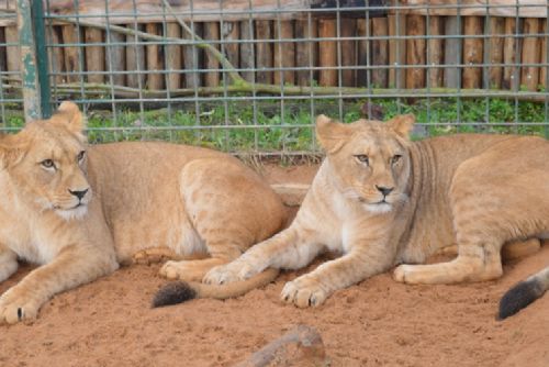 Obrázek - Kočičí rok v plzeňské zoo pokračuje - lvi vytvářejí rodinu