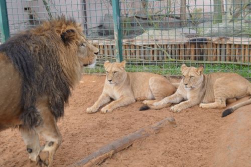 Obrázek - Kočičí rok v plzeňské zoo pokračuje - lvi vytvářejí rodinu