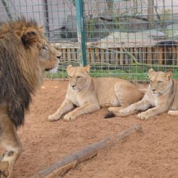 Kočičí rok v plzeňské zoo pokračuje - lvi vytvářejí rodinu