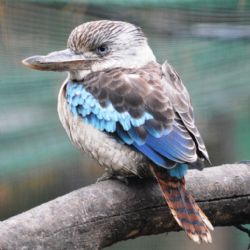 Lidově o zoo