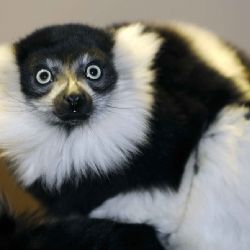 Návštěvnost Zoo Plzeň v roce 2014
