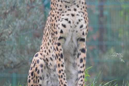 Obrázek - Opravník zoologických omylů a  nesmyslů (OZON)