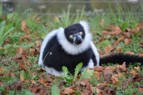 Obrázek - Opravník zoologických omylů a  nesmyslů (OZON)