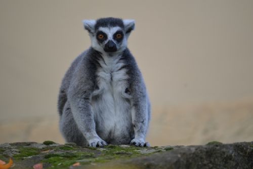 Obrázek - Opravník zoologických omylů a  nesmyslů (OZON)