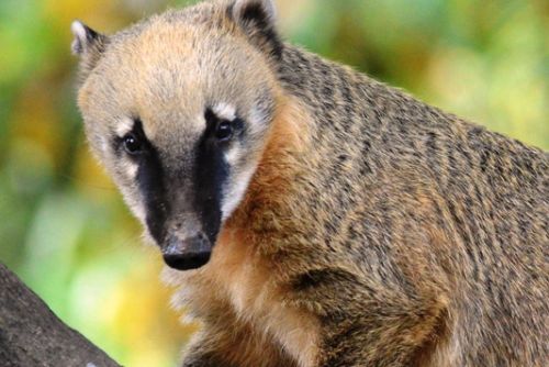 Obrázek - Opravník zoologických omylů a  nesmyslů (OZON)