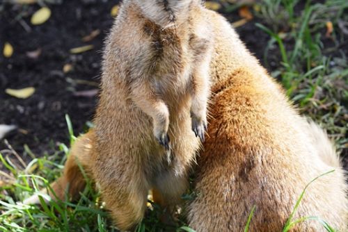 Obrázek - Opravník zoologických omylů a  nesmyslů (OZON)