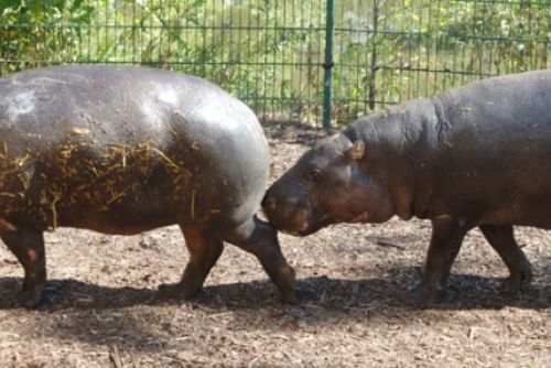 Obrázek - Opravník zoologických omylů a  nesmyslů (OZON)