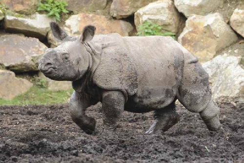 Obrázek - Opravník zoologických omylů a  nesmyslů (OZON)