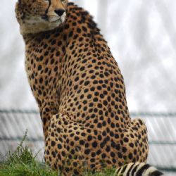 Přivlastňovací zoologická básnička