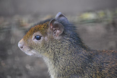 Obrázek - Přivlastňovací zoologická básnička