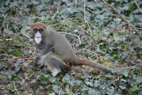 Obrázek - Přivlastňovací zoologická básnička