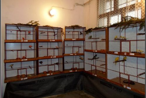 Obrázek - VE STŘÍBŘE VYSTAVOVALI EXTOTY