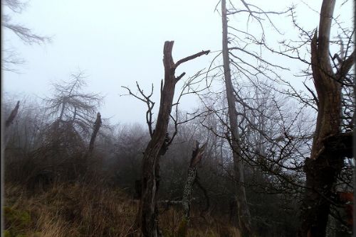Obrázek - VYRAZILI NA VOLFŠTEJN, MLHA JE NEODRADILA!