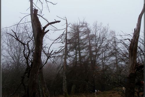 Obrázek - VYRAZILI NA VOLFŠTEJN, MLHA JE NEODRADILA!