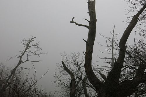 Obrázek - VYRAZILI NA VOLFŠTEJN, MLHA JE NEODRADILA!