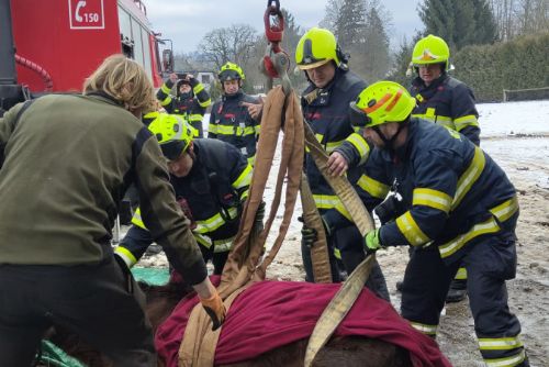 obrázek:Hasiči ze Sušice postavili zhrouceného koně na nohy, zvíře se zotavilo