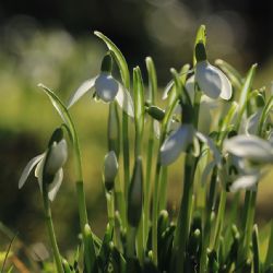 Jaro v únoru? V kraji padaly teplotní rekordy, Klatovy hlásí 19,2 °C