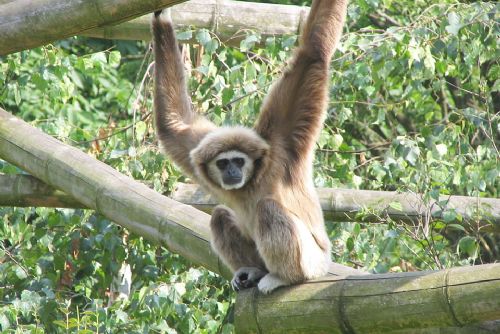 Foto: Narození gibona v plzeňské ZOO - naděje i výzvy