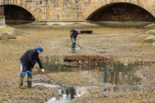 obrázek:Plzeň zahájí jarní čištění Mlýnské strouhy, ryby dočasně putují do sádek