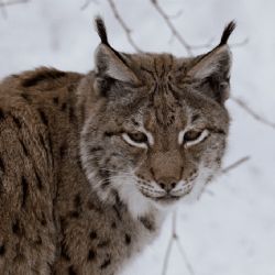 Rysi opět obsazují Šumavu, monitoring potvrdil rekordních 27 jedinců