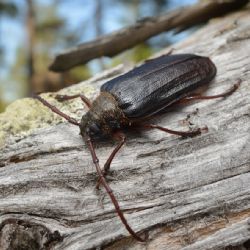 Trnoštítec horský dobývá Šumavu: Populace roste