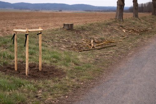 obrázek:U Křakova mizí stromy. Nově vysazené švestky někdo ukradl a pokácel topoly