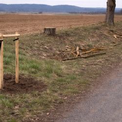 U Křakova mizí stromy. Nově vysazené švestky někdo ukradl a pokácel topoly