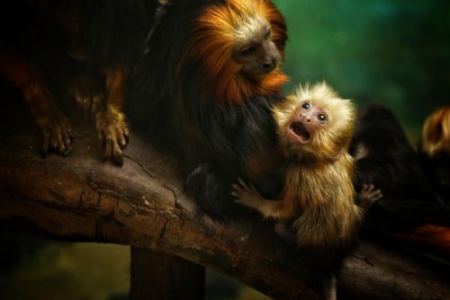 Foto: V plzeňské ZOO se narodilo vzácné mládě tamarína sedlového