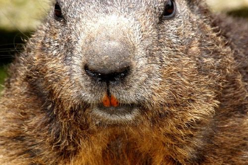 obrázek:Zaostřeno na bobra. Putovní výstava v Bělé nad Radbuzou přibližuje „architekta krajiny“