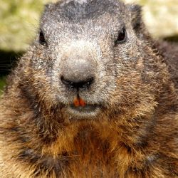 Zaostřeno na bobra. Putovní výstava v Bělé nad Radbuzou přibližuje „architekta krajiny“