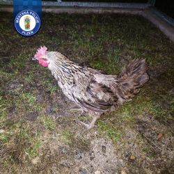 Zatoulaná slepice Lída skončila v útulku