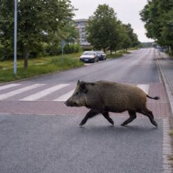 Divočáci v ulicích a zahradách. Úlovek se vyplatí, Plzeň dá 3 000 korun za kus