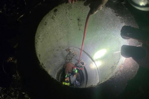 obrázek:Fenka spadla ve Stodě do šest metrů hluboké skruže. Jako zázrakem se nezranila