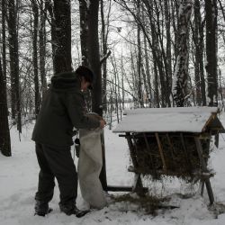 Krmelec není bufet, Lesy ČR varují před „pomocí“, která zvěři škodí