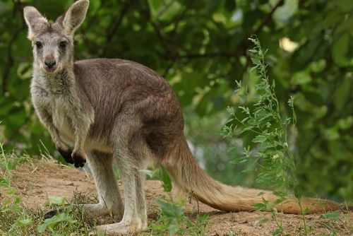 obrázek:Plzeňská zoo poprvé chová klokany horské. Jedna ze samic přivezla i mládě